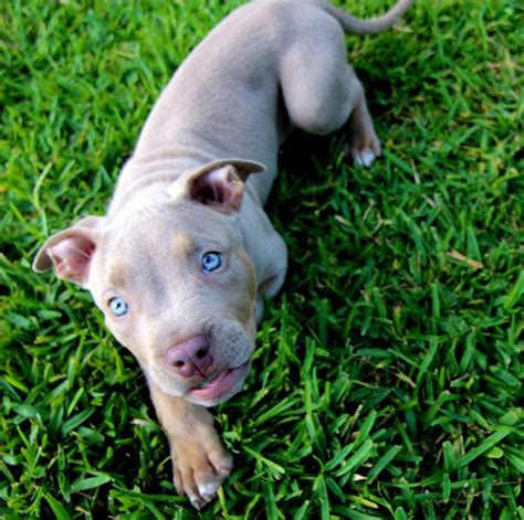 As puppies mature in most scenarios puppies eye colors darken with time. Pitbull blue eyes @therealtarzan | Pitbull terrier ...