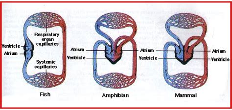 We did not find results for: BIOLOGI GONZAGA: PEREDARAN DARAH VERTEBRATA