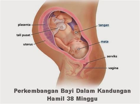 Tanda hamil anak lelaki yang seterusnya ialah sikap ibu yang malas bersiap setiap kali nak keluar dari rumah. Perkembangan Bayi Dalam Kandungan Hamil 38 Minggu