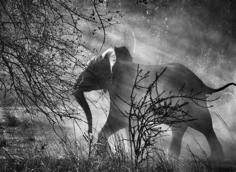 Sebastião salgado studied economics and began his career as a professional photographer in 1973 in paris and is one of the most celebrated photographers in the. Sebastiao Salgado's Photos: 'I Saw What Is Pristine In ...