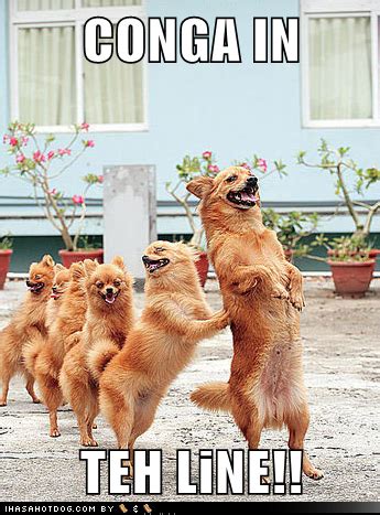 Where the big package comes with all the physical and social attributes but lacks in character — at least most of them. "C'mon shake you body, baby do that conga!" | Funny animals, Animals, Funny dog pictures