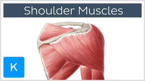 Human muscle system, the muscles of the human body that work the skeletal system, that are under voluntary control, and that are concerned with movement, posture, and balance. Kenhub on Twitter | Shoulder muscle anatomy, Shoulder ...