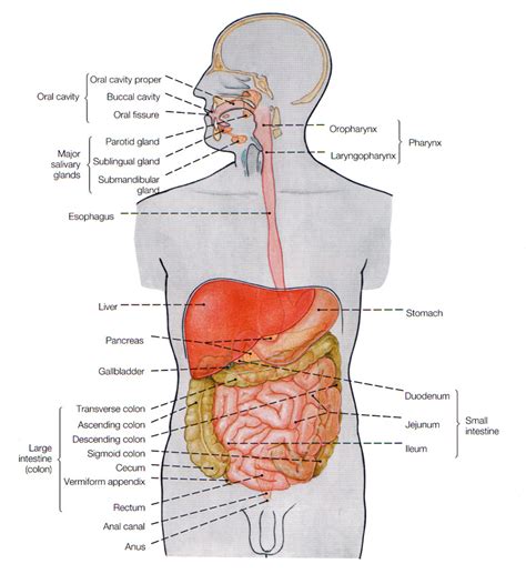 Check spelling or type a new query. 27 Diagram Of The Excretory System - Wiring Database 2020