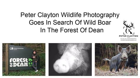 Heya, well i know the forest of dean pretty well, be careful camping without permission as i've been caught once and was a right pain, forestry commission are hot on that around there and also symonds yat woodlands. Searching For Wild Boar In The Forest Of Dean - YouTube