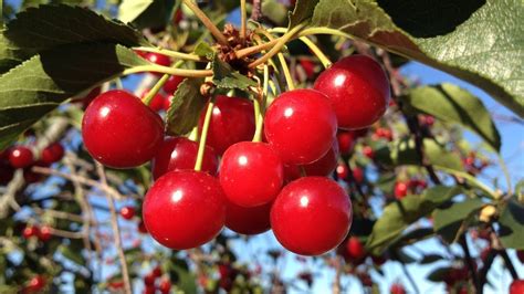 You'll get better quality fruit also if you get a different kind of apple tree that, as ellen mentioned, blooms at the same or a close time. SHAKING CHERRIES OFF THE TREE - YouTube