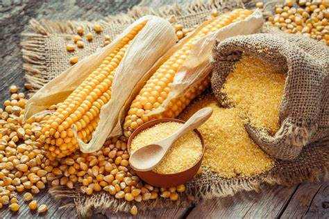 Кукурузная мука в диете Кукурузная мука: применение в саду и огороде Кукурузная мука: применение в саду и огороде Кукурузная мука в диете