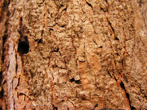 Monthly Texture | 6 Wood Bark Textures for FREE - Artfans Design