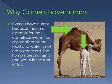 Learn more about camels, including the purpose of their hump, how much water they drink, and what makes up their diet. PPT - Camels PowerPoint Presentation - ID:2761110