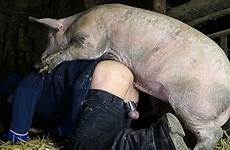 pig boar beastiality fucking ass sex videos fucks femefun dude barn scene his ago years husband crazy