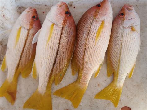 Ikan kerapu bara merupakan ikan badan tebal dengan bonggol di bahagian kepala. KINGFISH ANGLER : KERAPU BARA ATAU SUNO