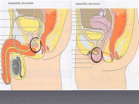 Trouvez seksuele voorlichting sur 2ememain ✅ avantageux pour tout le monde. H 6.2 Seksueel gedrag biocast - YouTube