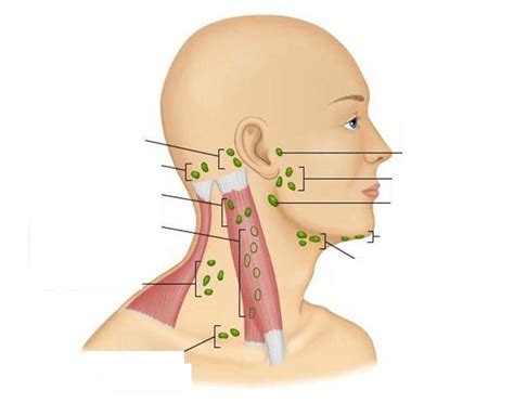 The head and neck, as a general anatomic region, is characterized by a large number of critical structures situated in a relatively small geographic area. Neck Lymph Nodes