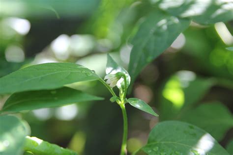 This question used to be a bigger concern for us before we understood why flowers drop from. Hot Lemon - Aji Lemon Drop Pepper Flower | Hot, Piante