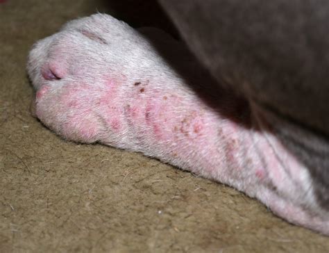 In addition, you should consider the following tips if you don't feel like getting grass mite bites on yourself and your pets: The Five Dog Blog: Living Life Simply Messy: Damn Those Mites!