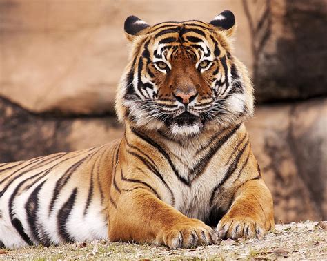 arti tiger
