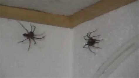 Wo sich spinnen verstecken und wie man dem befall vorbeugen kann. Spider attack in my office / 2 fette Spinnen im Büro - YouTube