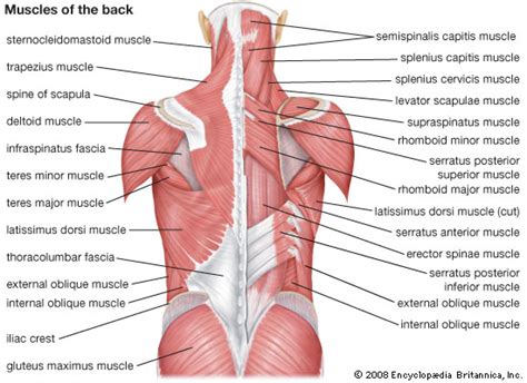 List of skeletal muscles of the human body. Best back exercises for a killer upper body V-shape - Peck ...