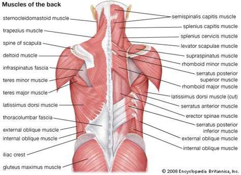 In the upper back region, the trapezius, rhomboid major, and levator scapulae muscles anchor the scapula and clavicle to the spines in addition to moving the arm and pectoral girdle, muscles of the chest and upper back work together as a group to support the. Best back exercises for a killer upper body V-shape - Peck ...