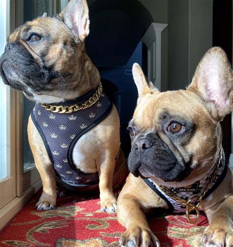 Shop for the hottest french bulldog supplies, frenchie.shop is your one stop for everything frenchie. #style #dogs #frenchbulldog #cutedogs #dogaccessories # ...