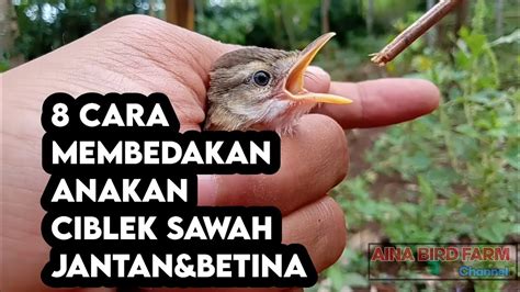 Check spelling or type a new query. 8 Cara Membedakan Anakan Burung Ciblek Sawah Jantan&Betina ...