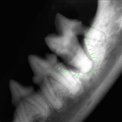 The bacteria are located on periodontal disease treatment link for more details. Periodontal Disease | Advanced Animal Dentistry