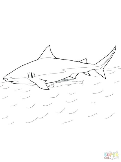 On this page you will find 70 coloring pages adventurous animals from the octonauts animated series. Whale Shark Coloring Page at GetColorings.com | Free ...