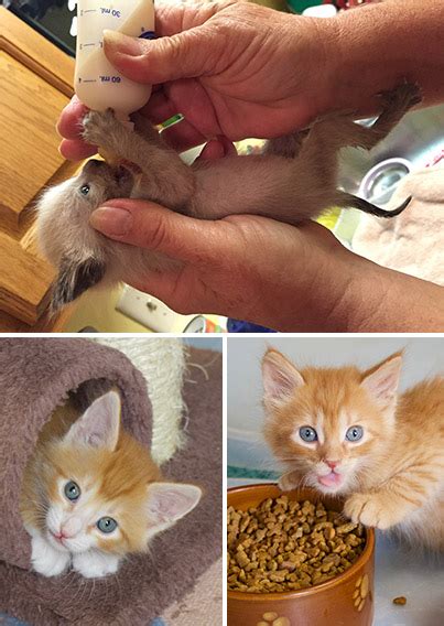 View our foster kitten handbook. Foster | Caloosa Humane Society