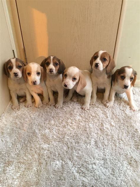 Beagle puppies for sale in illinoisselect a breed. Beagle Puppies For Sale | Philadelphia, IL #255891