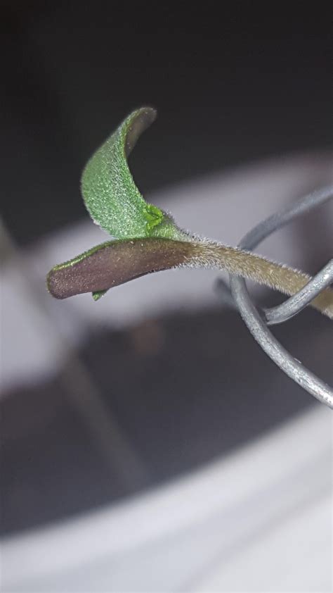Check spelling or type a new query. A friend and i decided to germinate and plant some seeds ...