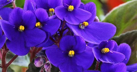 Sep 22, 2017 · popular with both spring and fall blooms, this color is sure to bring a smile to your face all year round. Flowers that bloom all year round