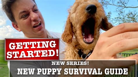 Most puppies can be trained to regulate and minimize their biting pretty easily. NEW PUPPY SURVIVAL GUIDE: Getting Started! Biting, Potty ...