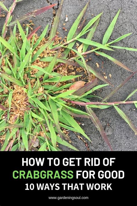 This guide will teach you how to get green grass. How To Get Rid Of Crabgrass For Good - 10 Ways That Work ...