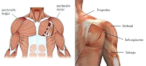 ᐈ chest muscle anatomy diagram stock vectors royalty muscles ilrations on depositphotos. Build Your Upper Body With Close-Grip Pull-Ups - GymGuider.com