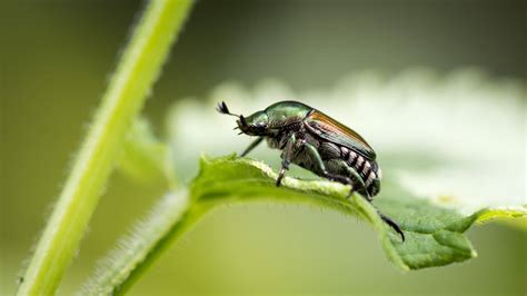 Japanese beetle treatment can take several forms. Japanese Beetles and What You Need to Know | Environmental ...