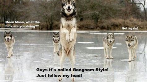 See more ideas about doge, doge meme, funny pictures. moon moon wolf - Google Search | Moon moon memes, Cute ...