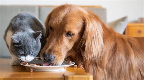 We want them to have the best in life, and that includes good dog food that will keep them healthy and happy throughout their life. Can Cats Eat Dog Food 2021  Okay Safe or Bad for Kittens ...