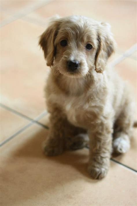 This wide range means that your pup can end up anywhere. Pin by Estelle on Cockapoo grooming | Cockapoo puppies ...