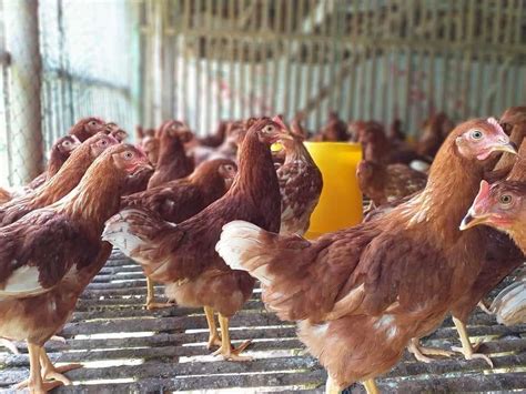 Check spelling or type a new query. Harga Pullet Ayam Petelur Umur 16 Minggu - AyamJoper.ID