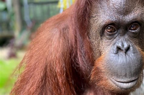 Orangutan granted human status settles into new Florida home | The Spokesman-Review