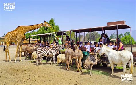 El gerente general del parque, antonio rojas, explicó que la tarea de esta jornada consistía en limpiar la gravilla del riel y una pareja de jóvenes habría entrado a la estructura, pasando el área de leones y. safaricolegios2 - Parque Safari Chile