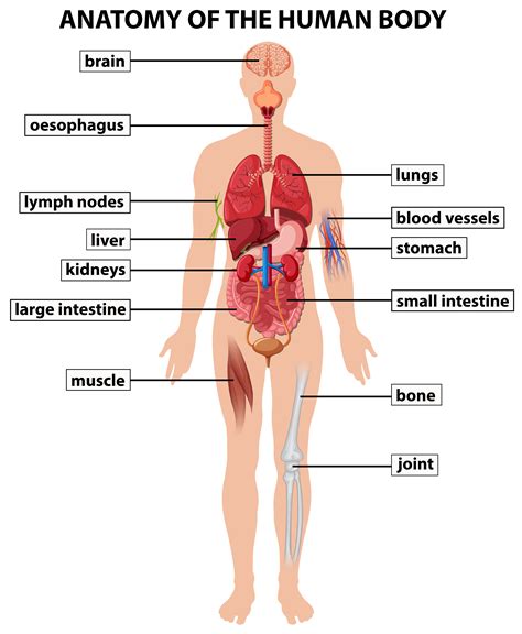 Organ — a group of tissues precisely arranged so that they can work together to perform specific functions. Diagram showing anatomy of human body - Download Free ...