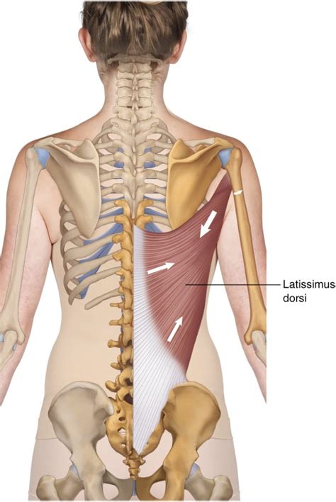 Pain in the latissimus dorsi may affect your breathing because the latissimus dorsi muscles assist in moving your ribs up and down. Latissimus Dorsi ("Lat") - Learn Muscles