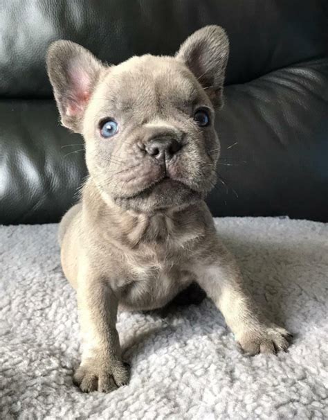 They enjoy playing and entertaining their family, as well as cuddling please consult the adoption organization for details on a specific pet. PLAYFUL FRENCH BULLDOG PUPPIES FOR ADOPTION EVANSVILLE For ...