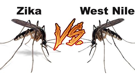 Infected mosquitoes spread the virus that causes it. Virus West Nile, parla l'esperto: "Erano 10 anni che non ...