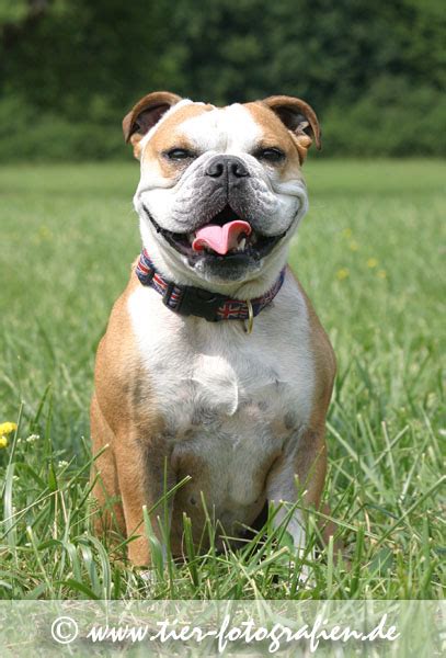 If you want to learn mengambil kira in english, you will find the translation here, along with other translations from malay to english. Englische Bulldogge Nudel und Englischer Cockerspaniel Kira