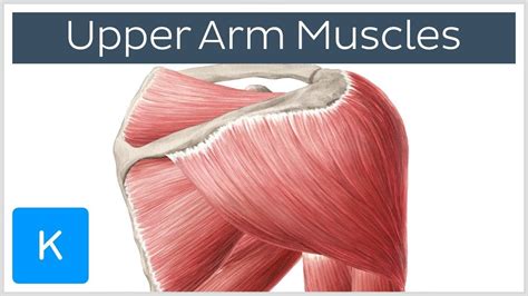 2, ulna, 3, biceps muscle; Muscles Of The Arm Diagram . Muscles Of The Arm Diagram ...