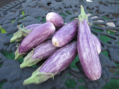 Sep 18, 2017 · if you're on the fence about eggplants, the fairy tale might just change your mind. fairytale eggplant | Vegetables, Fruit, Eggplant