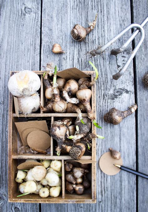 Wann sie tulpenzwiebeln termingerecht pflanzen, lesen sie hier. Jennadores - Der Interior- und Foodblog