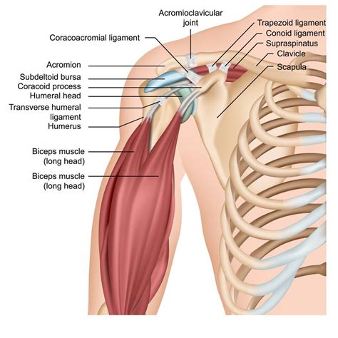 These do not include the hip, neck and forearm. Neck And Shoulder Anatomy Diagram - Neck And Shoulder Muscles Diagram Koibana Info Neck Muscle ...