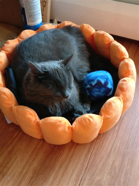 All kinds of fruit shapes attract the attention of pets, so pets can't let go. Blueberry pie cat! We got a fruit tart bed for our cats ...